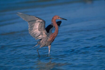 Bird egret pinkish photo