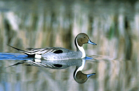 Northern Pintail-8 photo