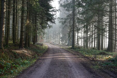 Asphalt dirt road forest photo
