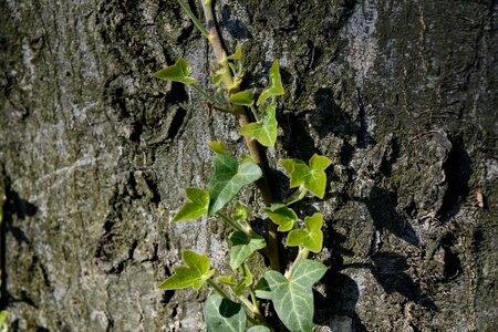 Green Leaves ivy oak photo
