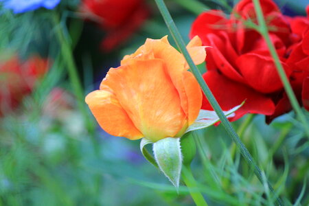 Orange and red rose photo