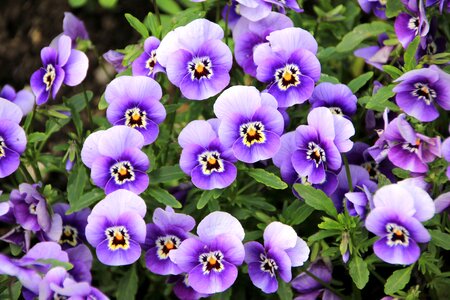 Plant purple violet photo