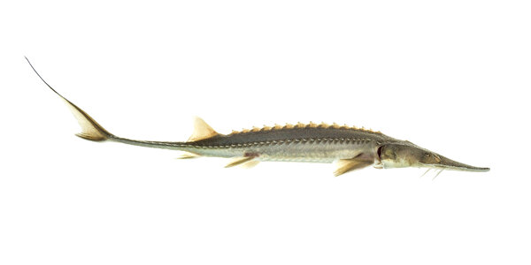 Pallid sturgeon juvenile yearling-1