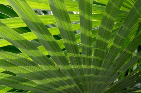 Palm leaf green