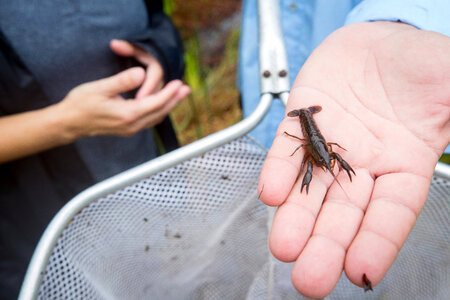 Close-up of a Panama City crayfish-1