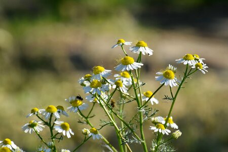 Chamomile flower bud flowering