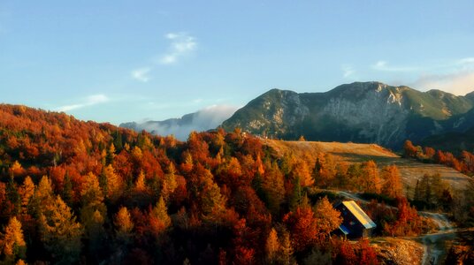 Foliage colors colorful photo