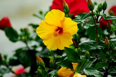 Pistil red yellow