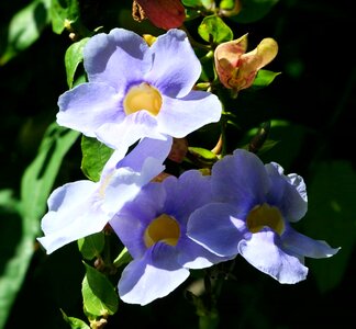 Beautiful Flowers biology bloom