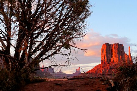 Tree rocks red