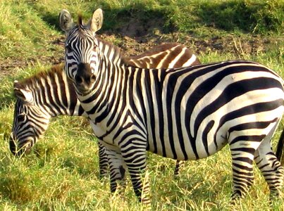 Family zebra 