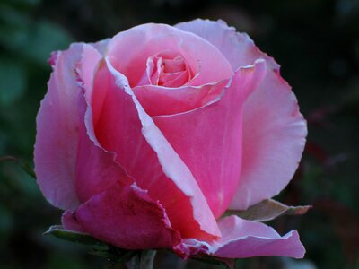 Blossoming flower pink