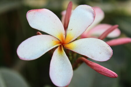White Flower With 5 Petals