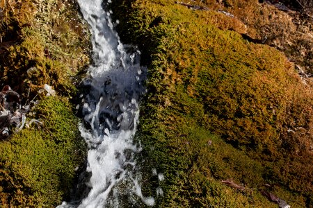 Bubble idyll moss