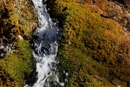 Bubble idyll moss photo