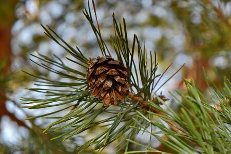 Evergreen tree pine photo