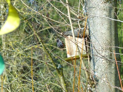 Nesting box black spotted