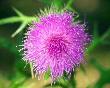 Weed plant natural