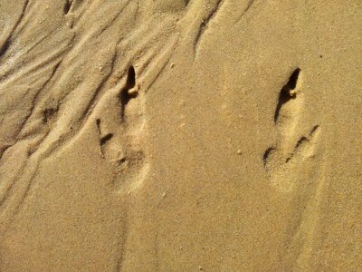 Footprint footsteps track photo