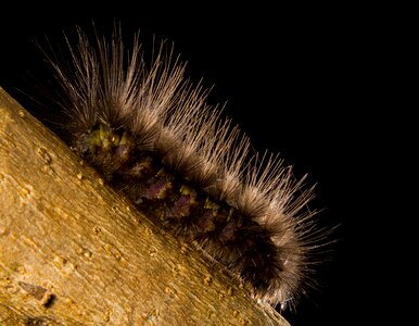 Caterpillar hairy close up photo