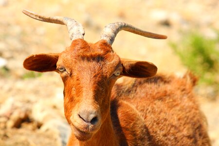Goat brown horn