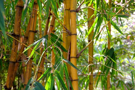 Tropical forest bamboo forest bamboo plants photo