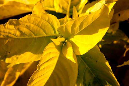 Flora herb plant