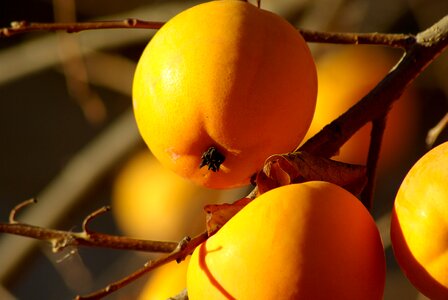 Orange persimmon fall