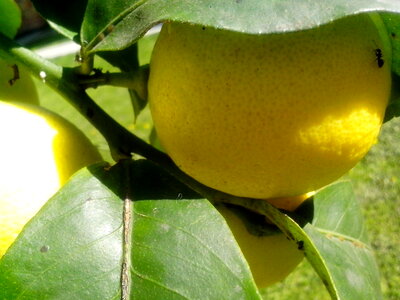 Citrus fruit leaves photo