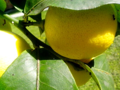 Citrus fruit leaves