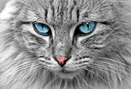 Animal beautiful photo cat