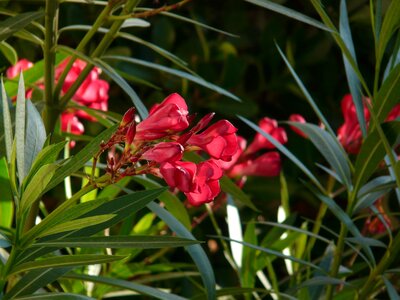 Laurel rose dog gift greenhouse apocynaceae