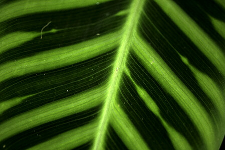 Detailed green leaf macro photo
