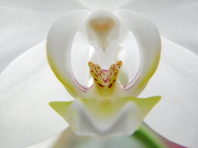 White plant leaf