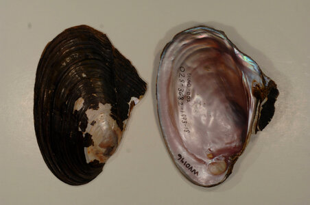 Potamilus alatus-3
