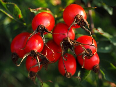 Wild rose plant sammelfrucht photo