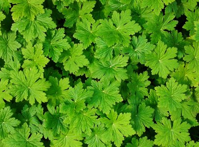 Plant leaves ground cover green photo