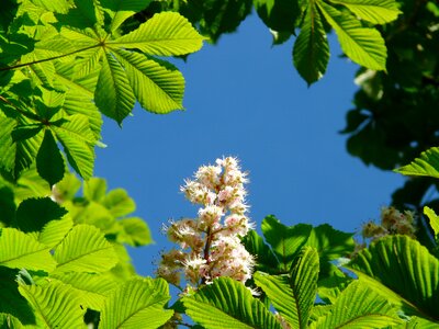 Inflorescence tree leaves photo