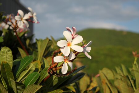 Summer spring nature