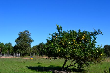 Landscape rest lemon tree
