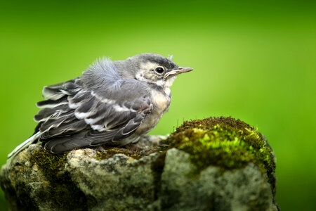 Wagtail perched on mossy rock photo