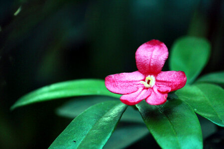 Nice Pink Flower With Leaves photo