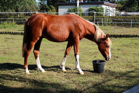 Foal blaze stallion