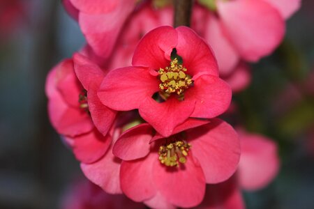 Bloom red macro photo