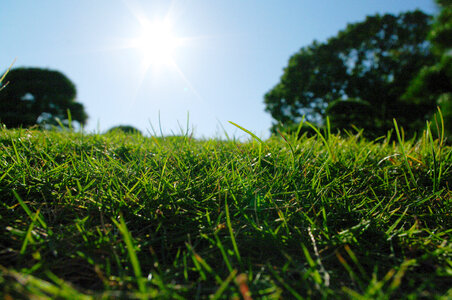 Lawn and sun