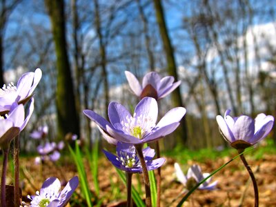Violet lilac woods photo