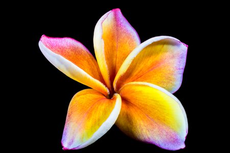 Frangipani plumeria violet yellow photo