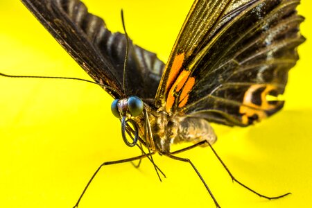 Butterfly insect Free photos