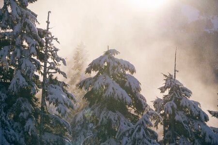 Snow fir trees conifers photo
