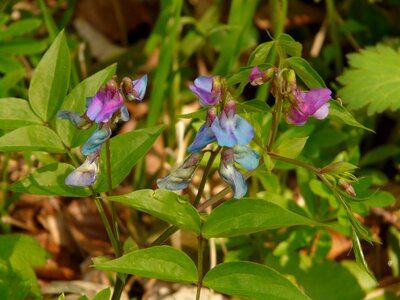 Wild plant flower blossom
